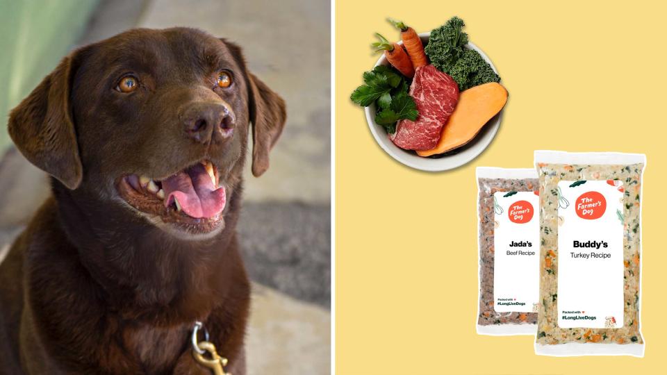 You can save 20% on your first order of The Farmer's Dog fresh dog food today.