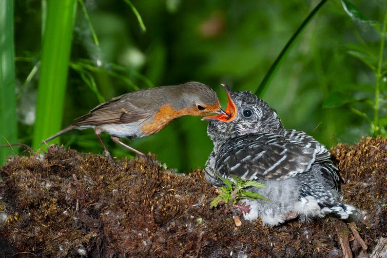 Small bird feeds much larger chick.