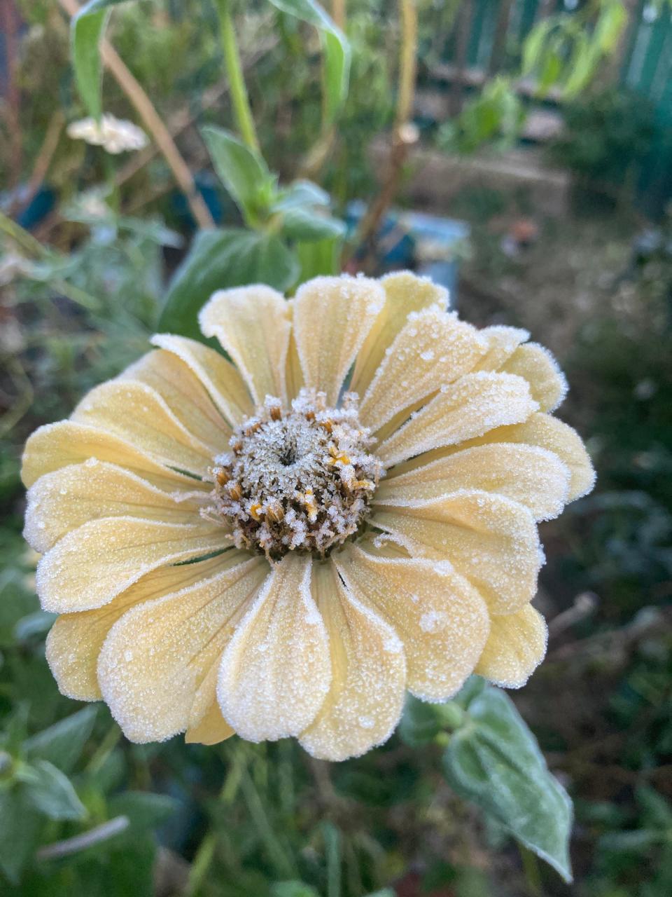 Frost will kill a tender annual plant like a zinnia.