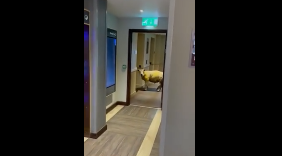 Wenn der Aufzug einfach nicht kommt: Ein Schaf steht in einem walisischen Hotel und wartet. Foto: Screenshot / Facebook / Premier Inn