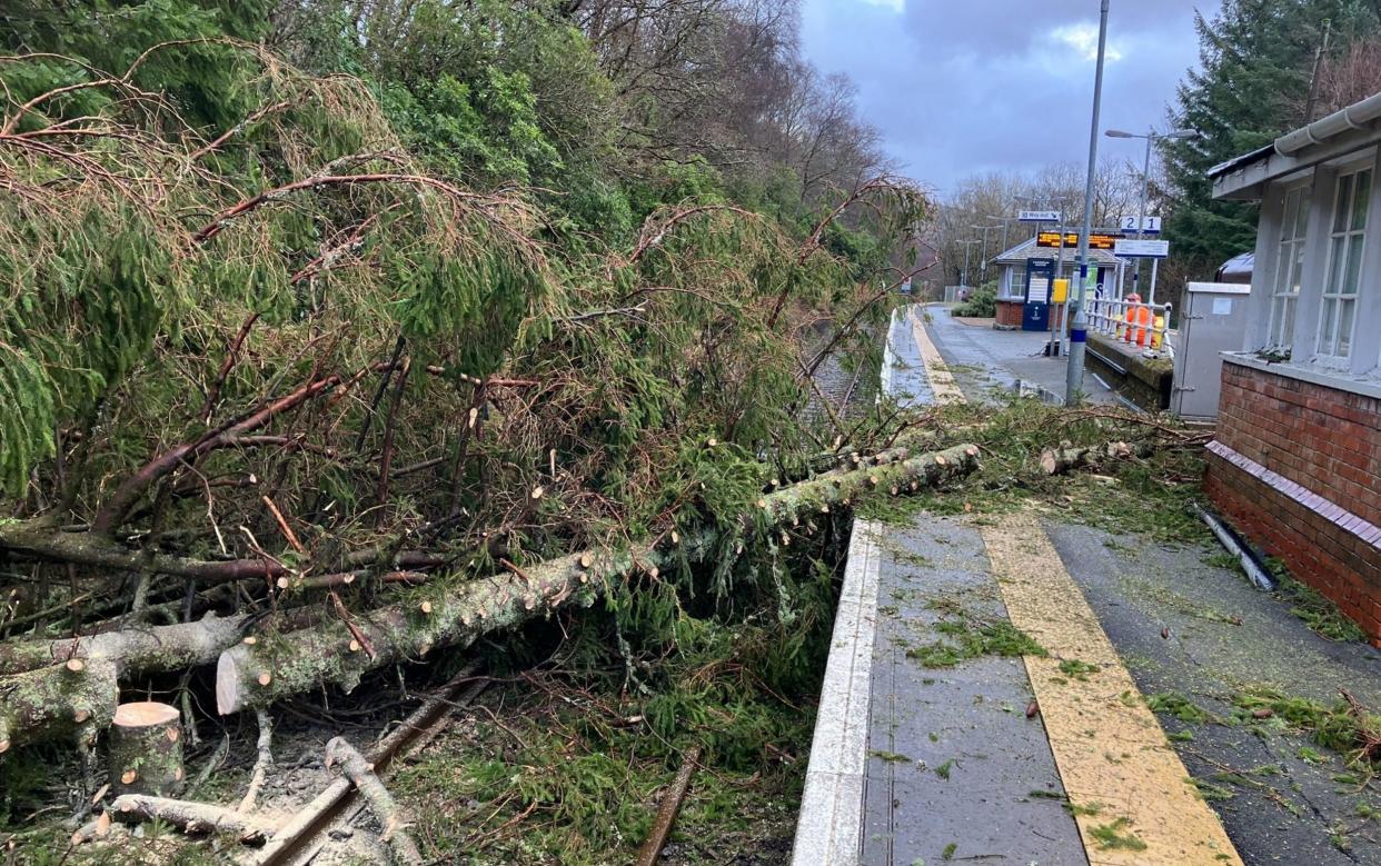 A fallen tree on the line at Arrochar & Tarbet