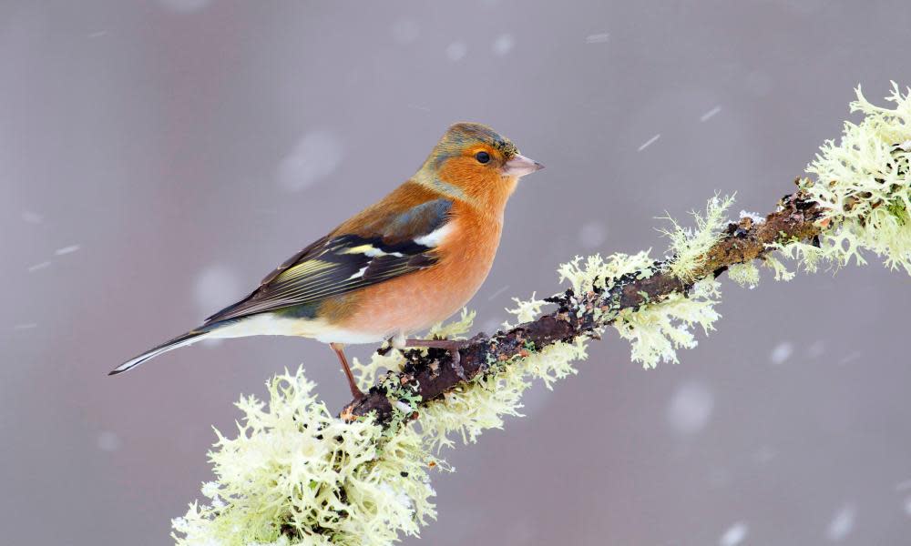 <span>Photograph: blickwinkel/Alamy</span>