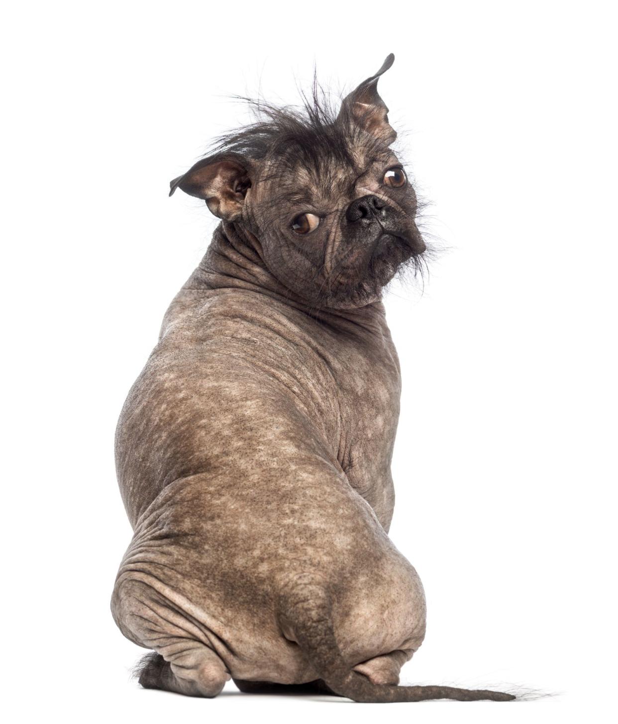 Rear view of a Hairless Mixed-breed dog, mix between a French bulldog and a Chinese crested dog, sitting and looking at the camera in front of white background