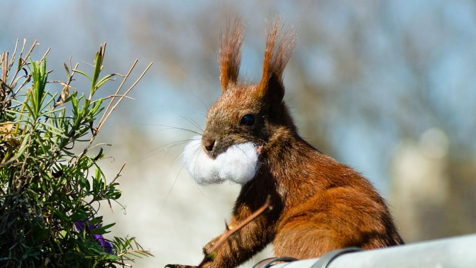 Eichhörnchen Fridolin testet den geschmacklichen Wert von ... Watte. Foto: Lisa Ducret