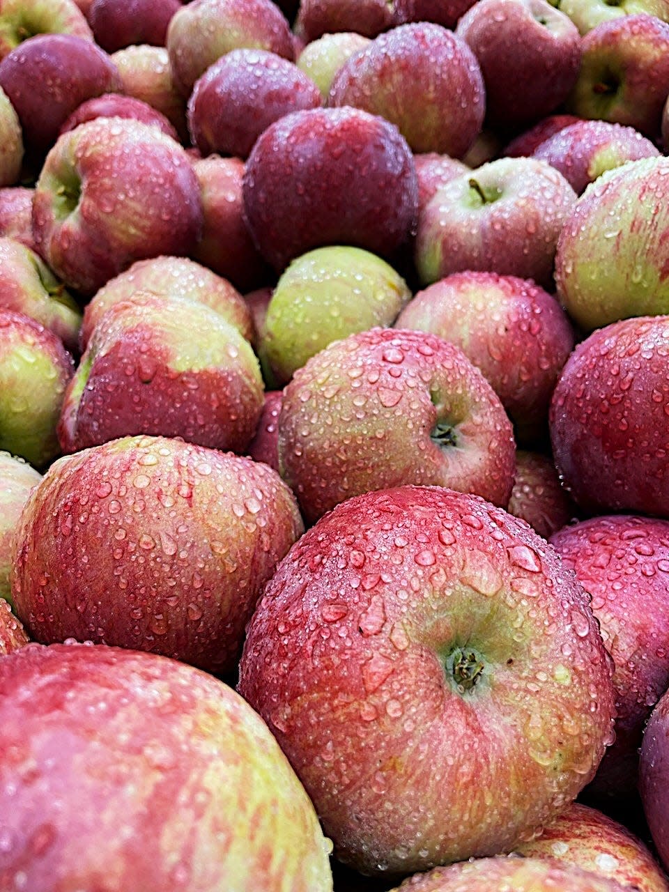 A just-washed delivery of apples arrives at Clinton Cider Mill.