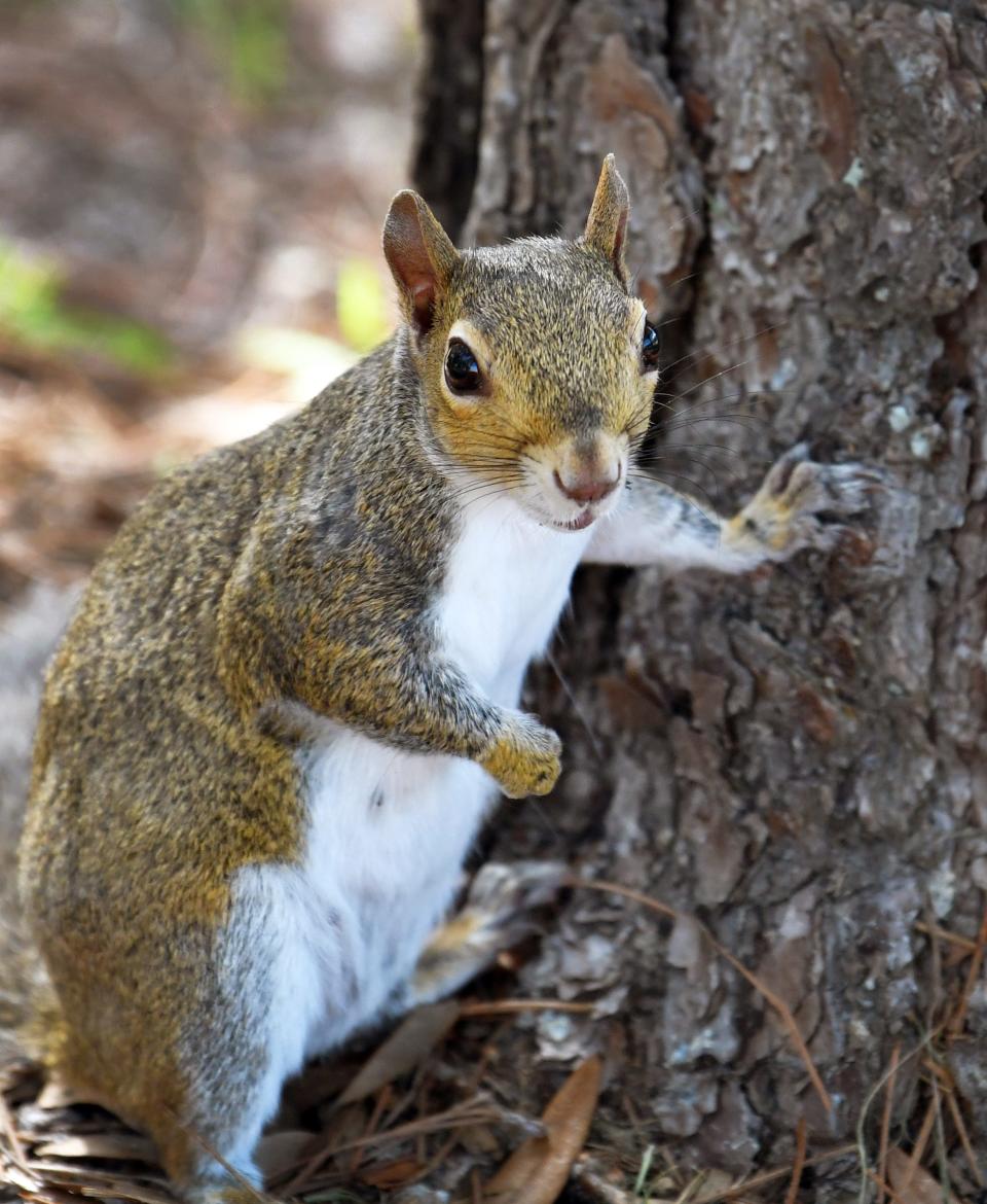 Plant trees and shrubs that attract squirrels, but don't try to attract them with a feeder.