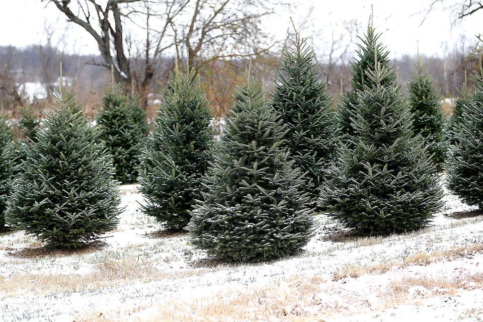 Trees at Sugargrove Tree Farm near Ashland are ready for the holiday shoppers. When decorating the trees, firefighting officials encourage the use of LED lights, which don't heat up. They are safer than old-fashioned bulb, which do get hot.