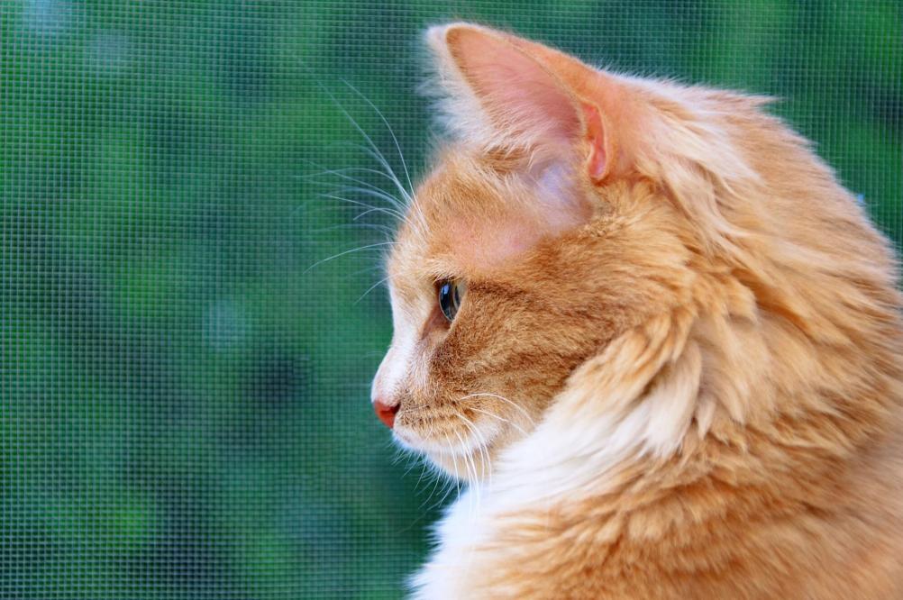 Orange Cat Names: 200 Best Picks for Your Ginger Kitty