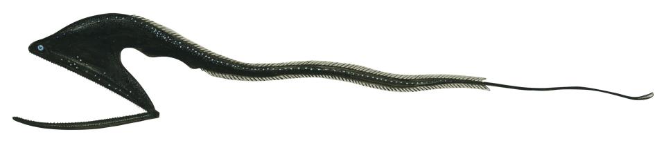 An image of the gulper eel