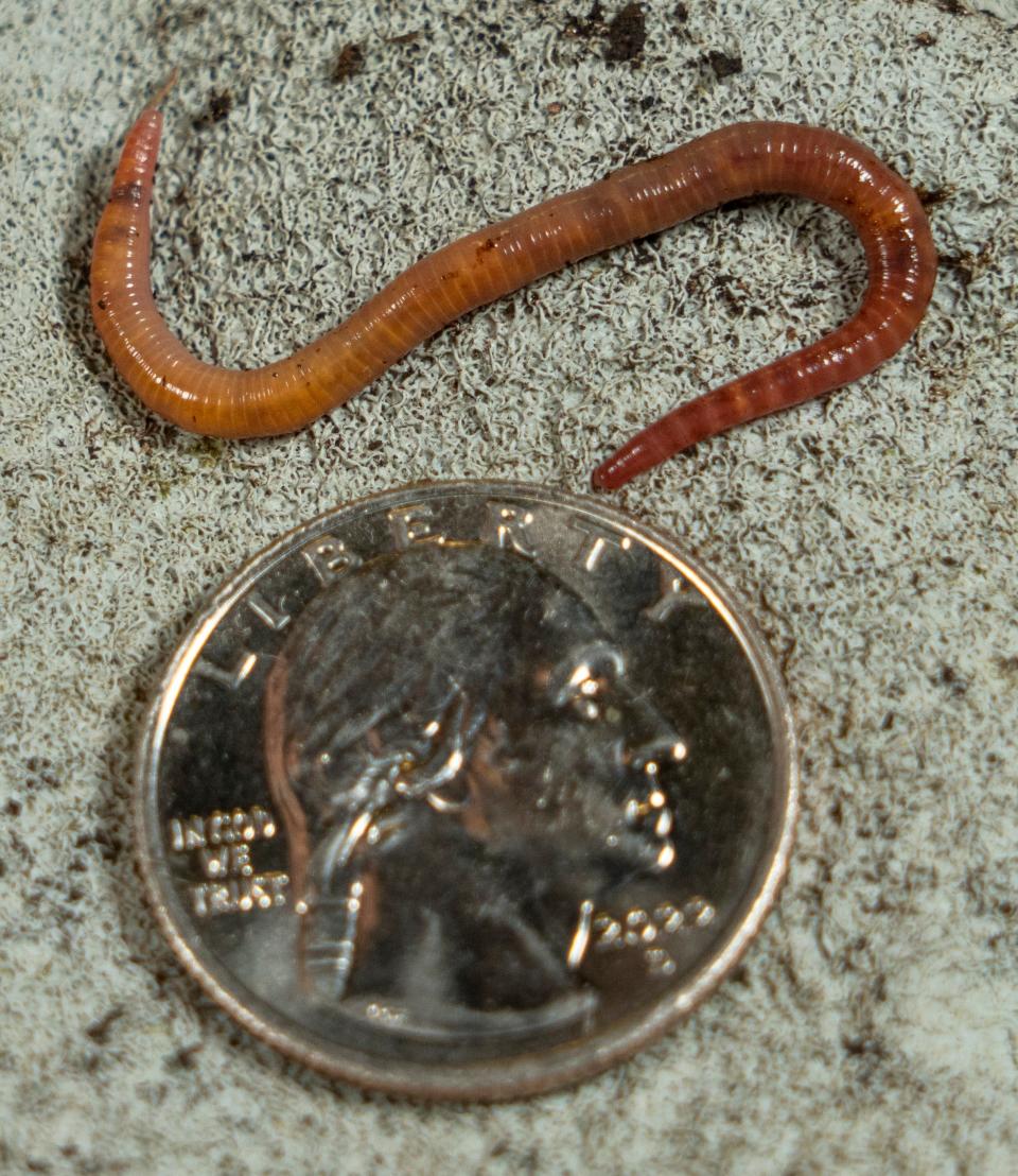 The red wiggler worms at Curby’s Compost Service in Port Washington aren't big, but they're might. More than 1 million of them turn food and garden refuse into natural fertilizer.