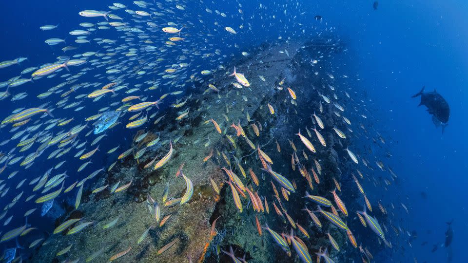 The SS Yongala is now home to hundreds of different species. - Blue Planet Archive/Alamy Stock Photo