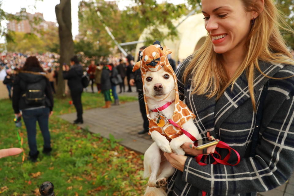 NYC pups in cute and creative costumes for annual Halloween Dog Parade