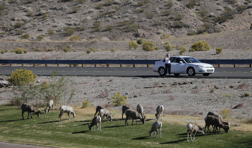 In this Friday, Nov. 8, 2013 photo, 30 miles from the Las Vegas Strip, a motorist stops to take photos of a herd of big horn sheep grazing along U.S. Highway 93, in Boulder City, Nev. Las Vegas and Phoenix are linked by U.S. 93, a road that narrows to two lanes and until recently backed up traffic over the Hoover Dam. Despite being two of the largest cities in the Southwest, they’re the only major metropolitan areas in the U.S. that aren’t directly connected by an interstate freeway. (AP Photo/Julie Jacobson)