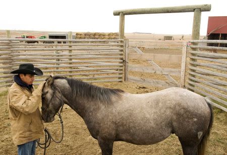 Jesse Bear trains a horse on the ranch owned by his father, a Three Affiliated Tribes member, just off the Fort Berthold Reservation in North Dakota, November 1, 2014. REUTERS/Andrew Cullen