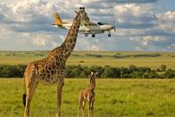 <p>That giraffe must have really wanted to say "what's up?" to the passengers on that plane. </p>