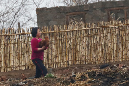 A North Korean woman carries a chicken in Sinuiju, North Korea which borders Dandong of China's Liaoning province, April 14, 2017. REUTERS/Aly Song