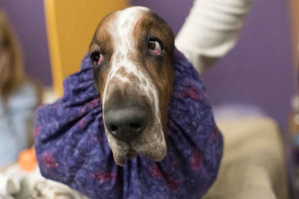 Davis, a basset hound, waits in the staging area during the Westminster Kennel Club Dog Show, Monday, Feb. 13, 2017, in New York. (AP Photo/Mary Altaffer)