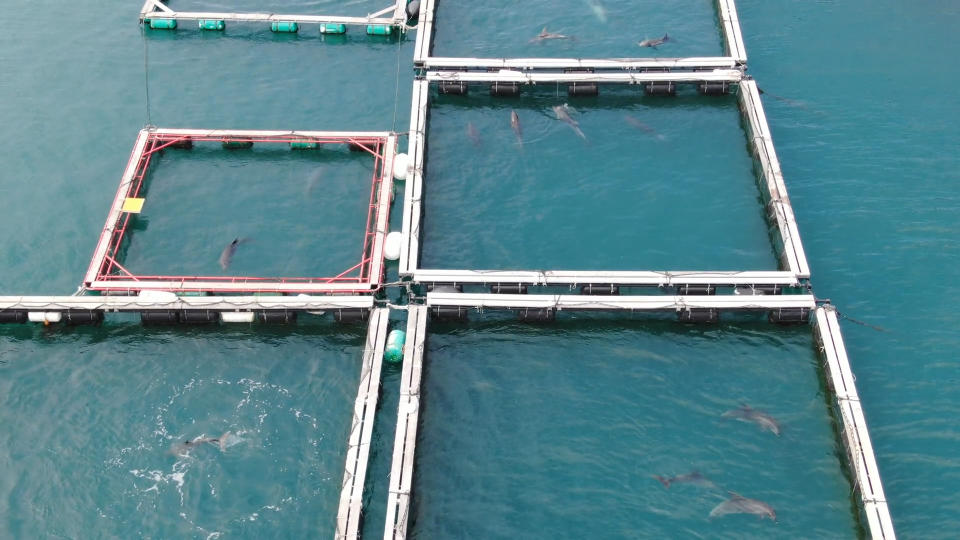Dolphins held in sea pens in Taiji. 