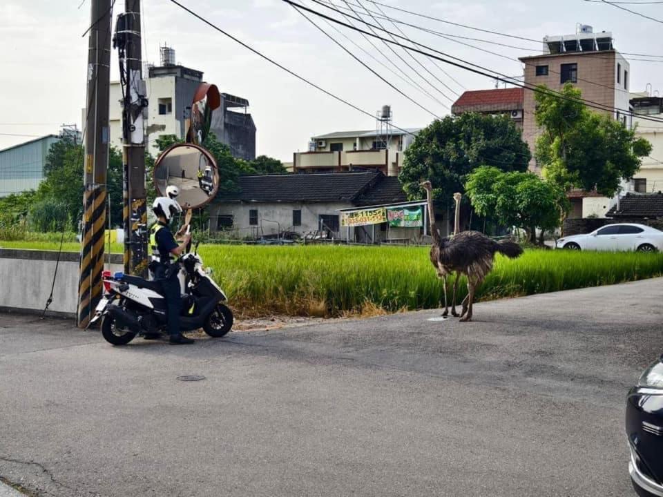 在台灣的馬路上竟然會有鴕鳥出沒？還驚動警方「追捕」。（翻攝自「烏日在地情」臉書社團）