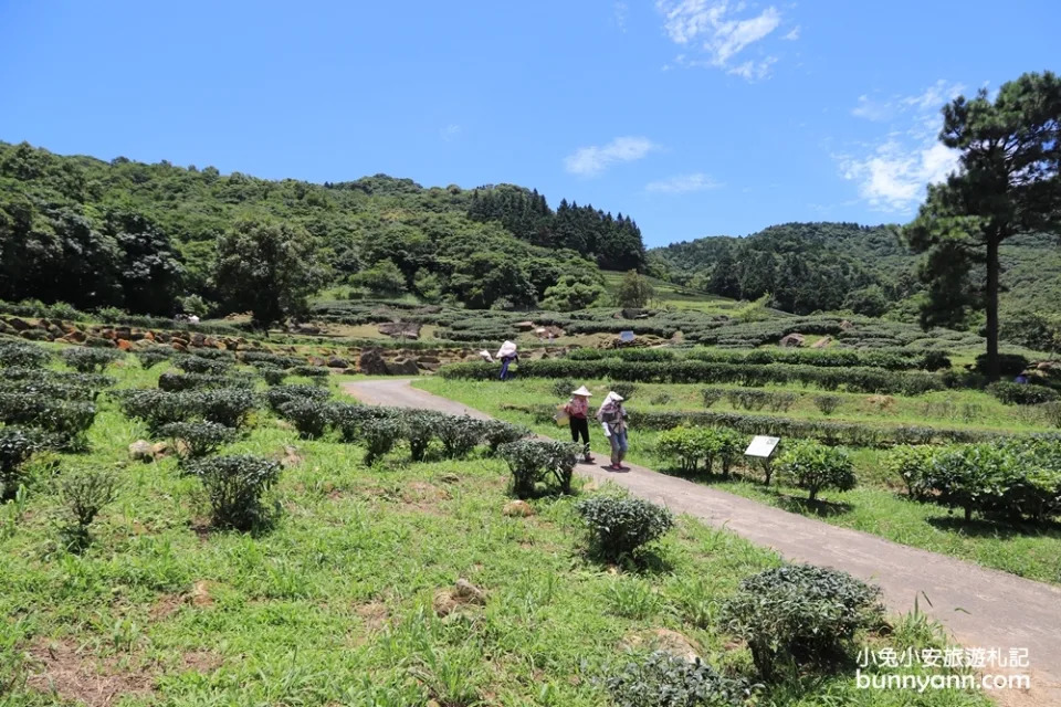 三峽熊空茶園