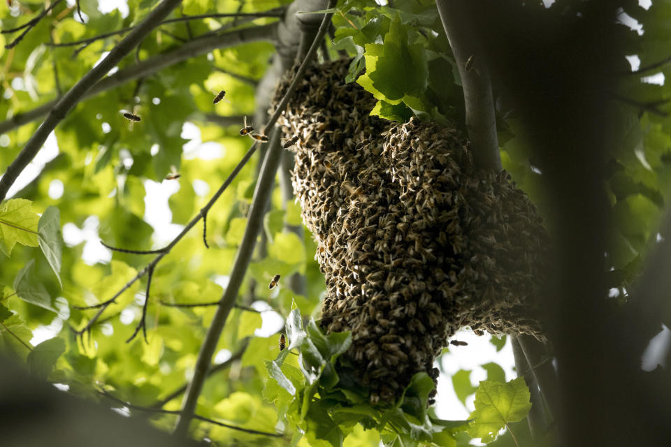 A swarm of honey bees is visible in a tree in Northeast as beekeepers Sean Kennedy and Erin Gleeson prepare to capture them and relocate them to a bee hive, Friday, May 1, 2020, in Washington. If a hive is thriving and becomes too large for its own space, the queen will take half the hive and set off to find a new location to start a new hive. If this swarm isn’t collected up by a beekeeper, the new hive can settle into backyards, attics, crawlspaces, office buildings, or high traffic public spaces, creating a nuisance which can be alarming to some people. (AP Photo/Andrew Harnik)