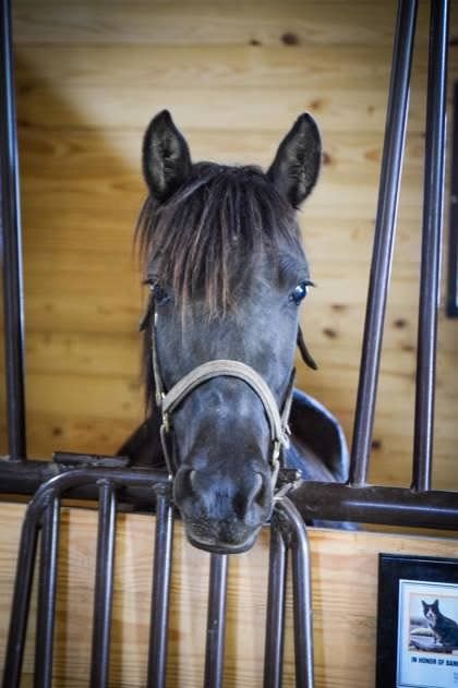 Consider adopting these horses with the Kentucky Humane Society.