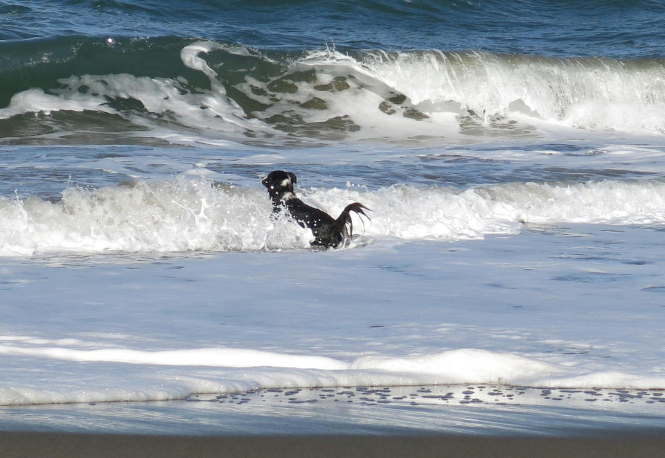 This image provided by Pamela J. Boehland shows her dog, Pike, playing in the surf off the California coastline. Watching as a beloved dog is swept out to sea is heart-wrenching. Doing nothing seems unthinkable. But experts say that is exactly what a dog owner should do: nothing. The average dog is a better swimmer than the average human. (AP Photo/Pamela J. Boehland)