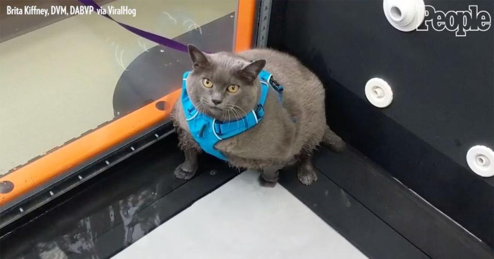 &#39;Morbidly Obese&#39; Cat Goes Viral for Refusing to Run on Underwater Treadmill in Hilarious Clip