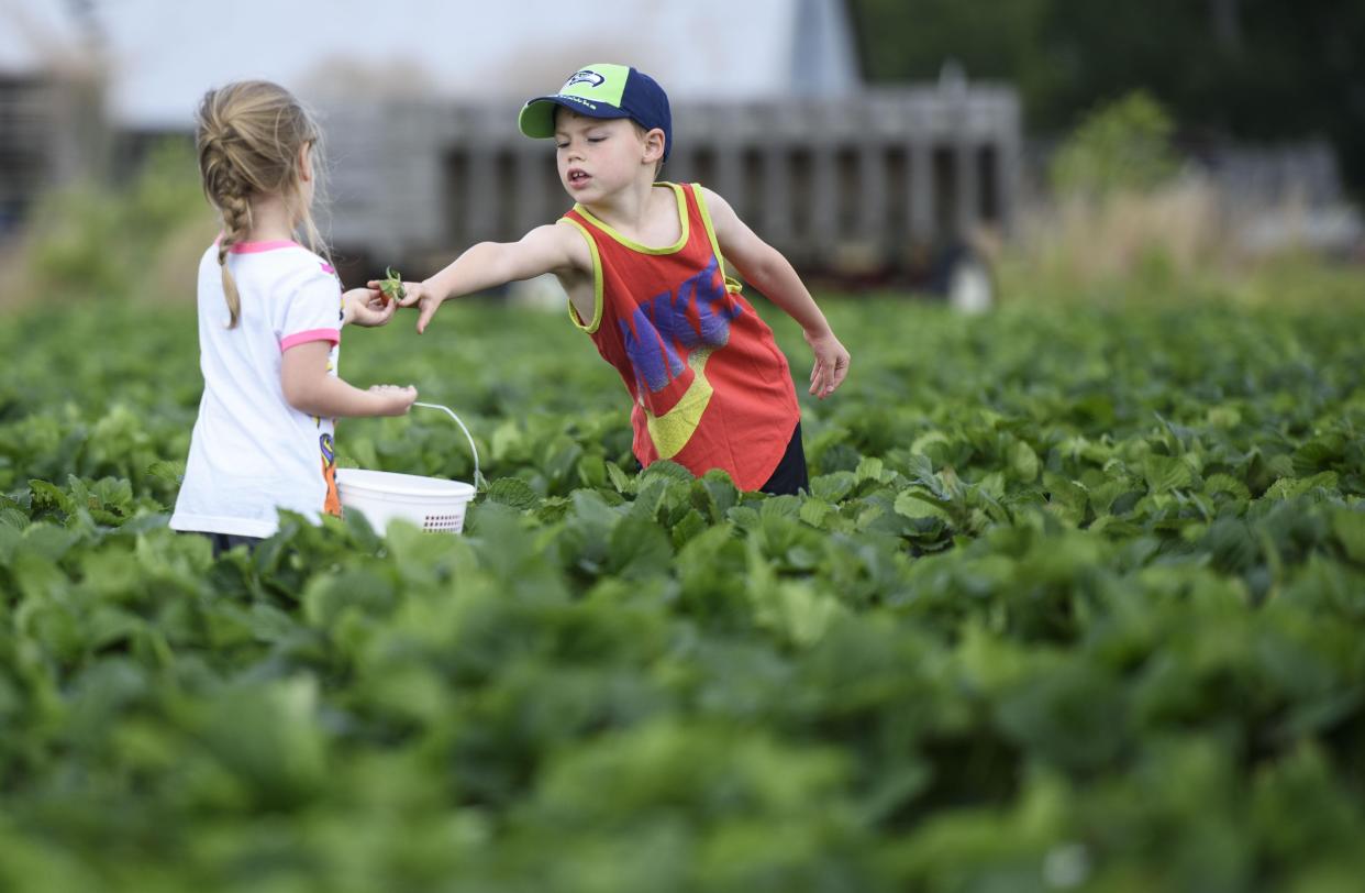 Kids pass a strawberry while picking at Gillis Hill Road Produce on April 24, 2020.