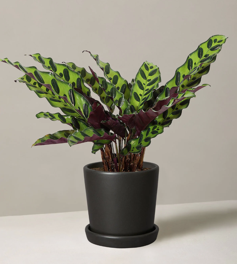 <p><a href="https://go.redirectingat.com?id=74968X1596630&url=https%3A%2F%2Fwww.thesill.com%2Fproducts%2Fcalathea-rattlesnake&sref=https%3A%2F%2Fwww.veranda.com%2Foutdoor-garden%2Fg43895726%2Fplants-safe-for-cats%2F" rel="nofollow noopener" target="_blank" data-ylk="slk:Shop Now;elm:context_link;itc:0;sec:content-canvas" class="link rapid-noclick-resp">Shop Now</a></p><p>Calathea Rattlesnake</p><p>$58.00</p><p>thesill.com</p>