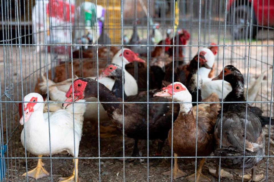 A variety of different birds are sold at a stand at the Buckhorn Flea Market on Saturday, June 15, 2024.