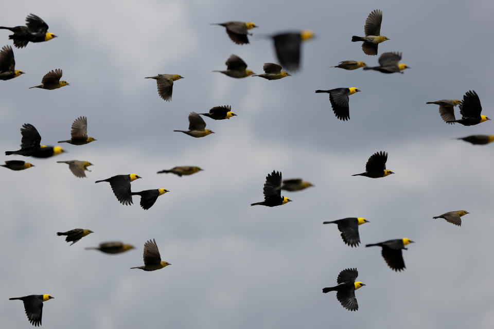 <p>Yellow-hooded blackbirds fly over the Mamiraua Sustainable Development Reserve in Uarini, Amazonas state, Brazil, Feb.25, 2018. (Photo: Bruno Kelly/Reuters) </p>