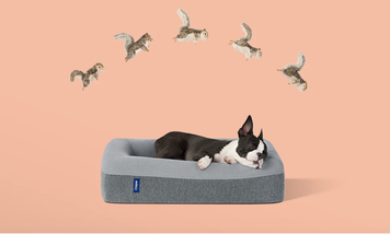 14 extra AF pet products for National Spoil Your Dog Day