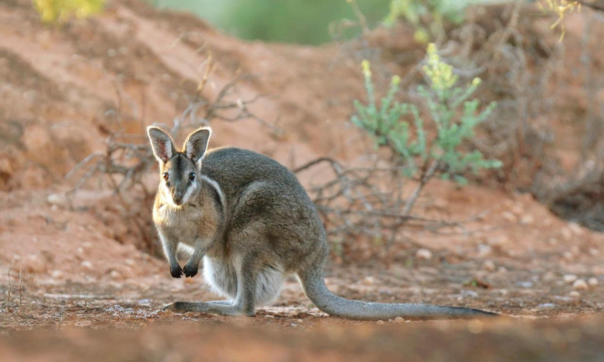 <span>A bridled nailtail wallaby in the Pilliga forest, where native species are thriving following the removal of feral invaders – including, seemingly, Rambo the fox.</span><span>Photograph: Wayne Lawler/AWC</span>