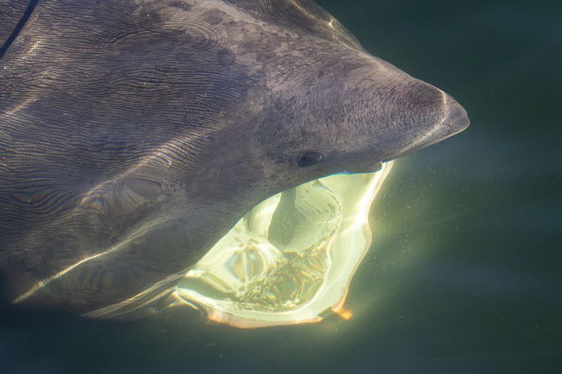 How basking sharks feed