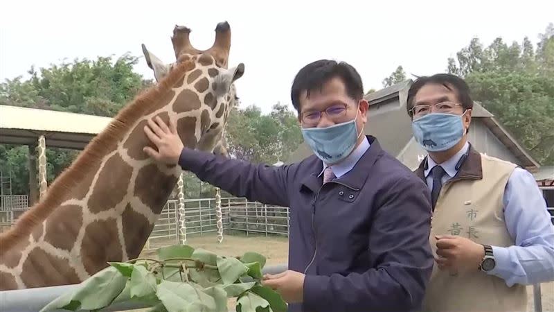 動物園大明星長頸鹿皮皮也和黃偉哲、林佳龍互動。