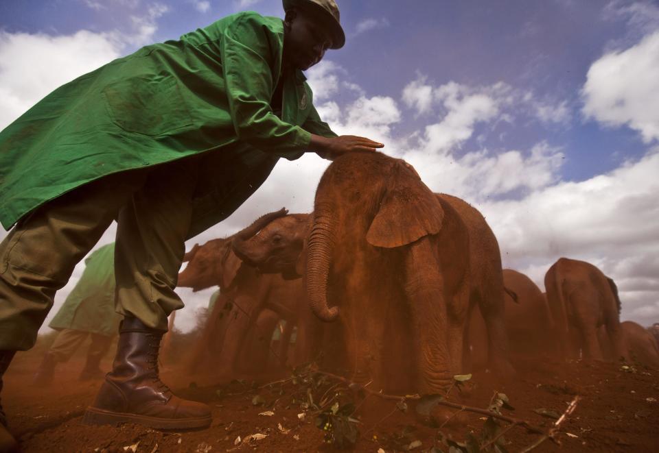 FILE - In this Wednesday, June 5, 2013 file photo, two-month-old orphaned baby elephant Ajabu is given a dust-bath in the red earth after being fed milk from a bottle by a keeper, as she is too young to do it herself, at the David Sheldrick Wildlife Trust Elephant Orphanage in Nairobi, Kenya. The United Nations Environmental Program (UNEP) is marking the U.N.'s first ever World Wildlife Day Monday, March 3, 2014 to raise awareness about an illicit global trade in illegal timber, elephant ivory and rhino horns worth an estimated $19 billion. (AP Photo/Ben Curtis, File)