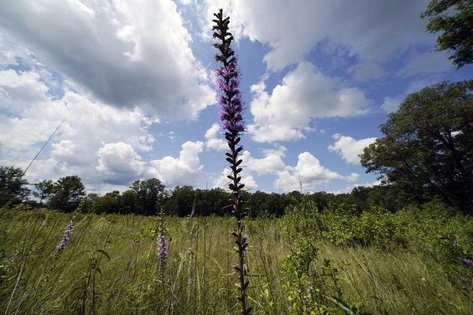 A variety of plants grow in an open grassland area at the May Prairie State Natural Area on Aug. 20, 2020, in Manchester, Tenn. Grasslands come in various forms — wetland bogs, rocky barrens, lush prairies, even woodlands — anywhere the tree cover is sparse enough to allow grasses, flowers and other small plants to flourish. (AP Photo/Mark Humphrey)