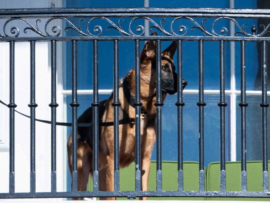 Commander, the Bidens' dog, behind a White House fence