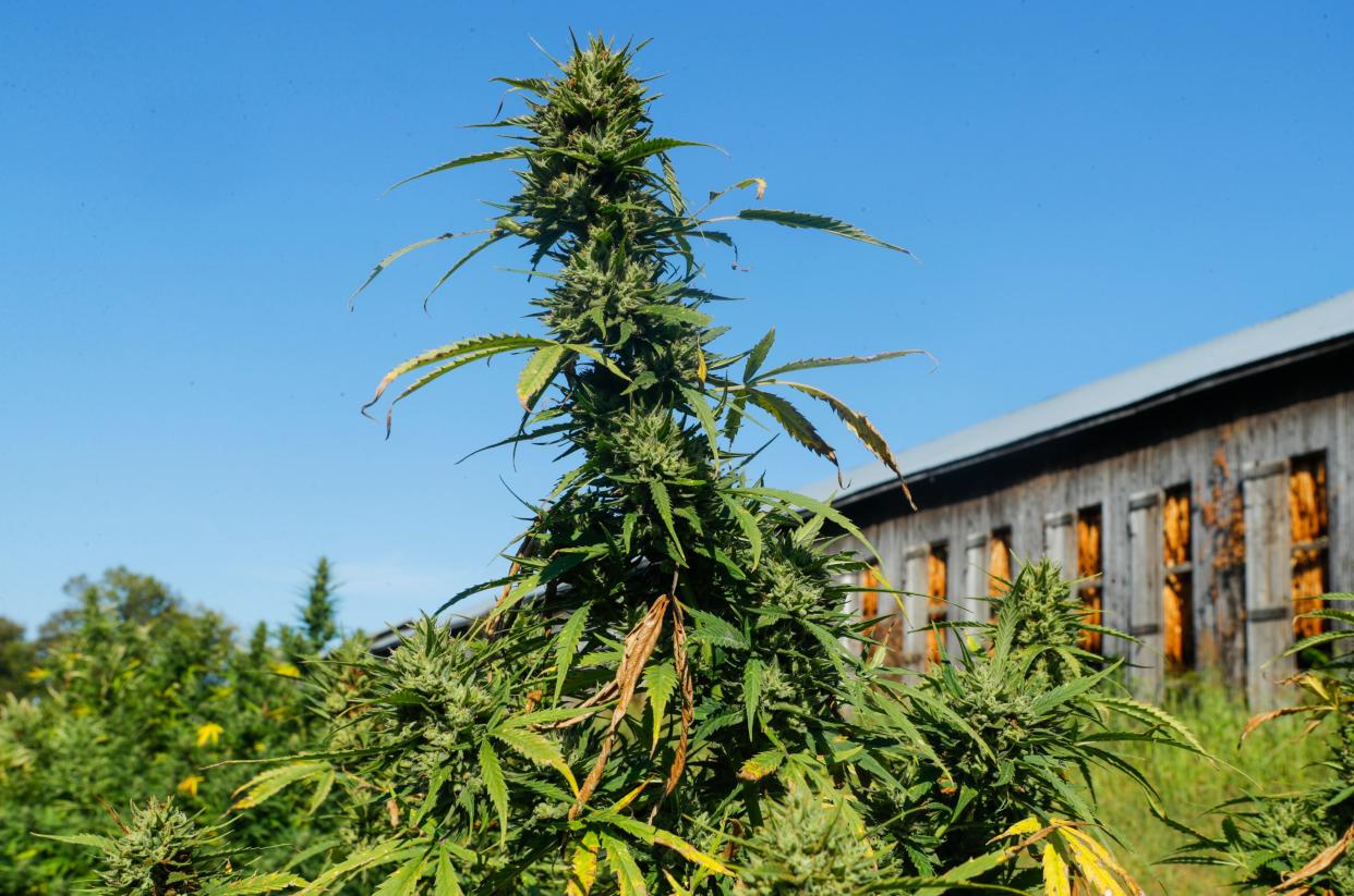 A hemp plant in a field outside Lexington, Ky., grown by Cornbread Hemp. A tobacco barn with tobacco drying is in the background. Tobacco, long a cash crop of Kentucky, could see hemp plants such as this one become more commonplace.