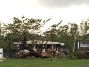 Fallen trees are seen after Typhoon Phanfone swept through Tanauan, Leyte, in the Philippines