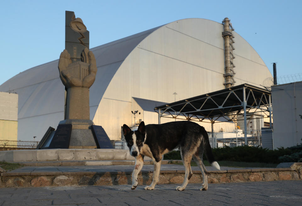 A stray dog stands at a monument outside the new, giant enclosure that covers devastated reactor number four at the Chernobyl nuclear power plant on August 18, 2017.