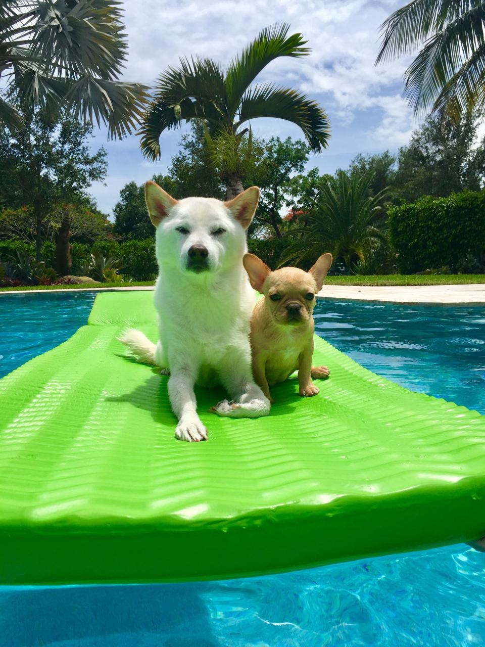 Jack and Babette aren't sure why so many humans are wearing muzzles.