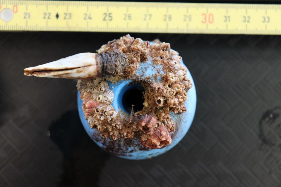 An image shows plastic debris with a mix of coastal barnacles and a gooseneck barnacle from the open ocean.