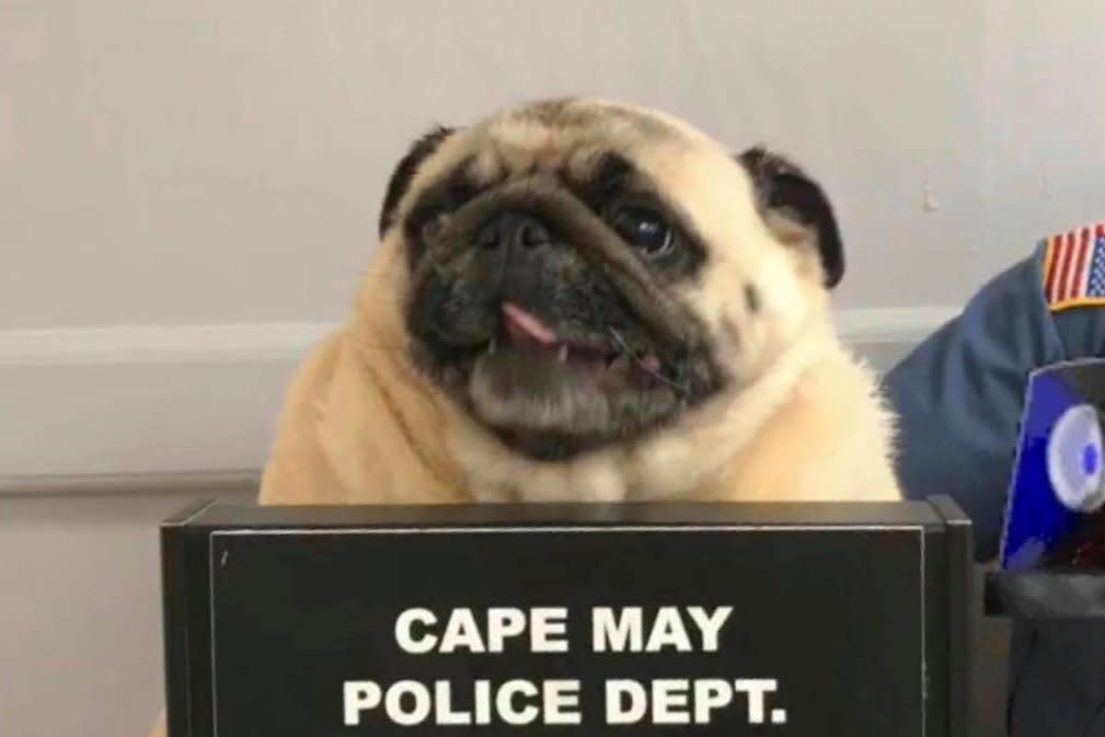 Pugshot: Bean the runaway dog was discovered by police in New Jersey: AP