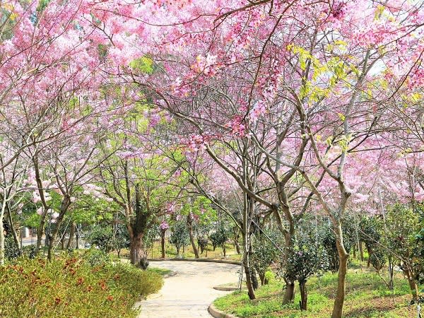 六龜賞花感受粉色浪漫 神威天台山花旗木盛放