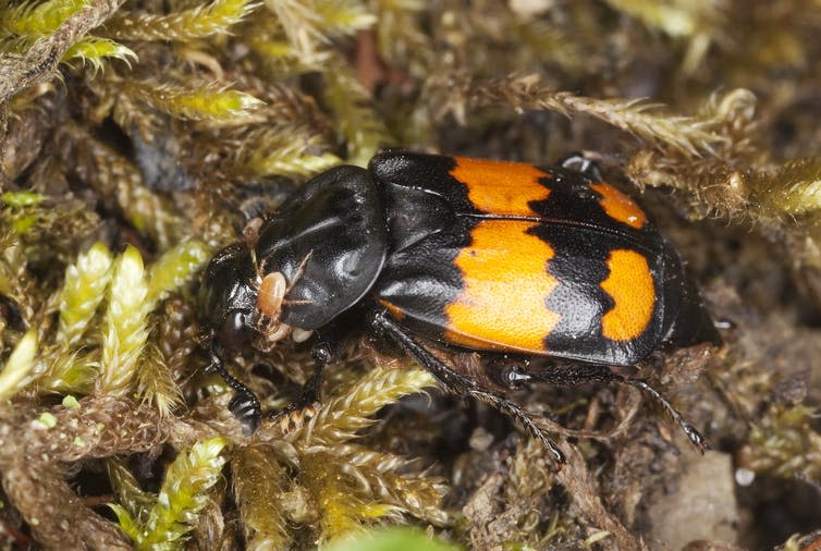 Black and orange beetle on mossy background.