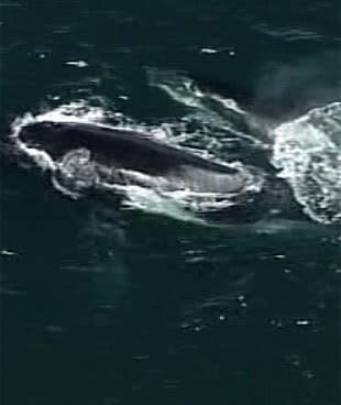 <p>Whale & calf spotted off North Head</p>