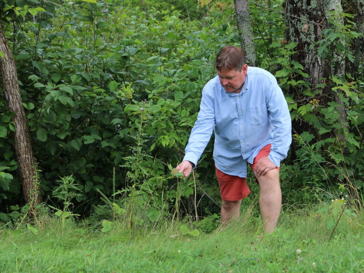 Colin Forsythe, the executive director of the Belleisle Watershed Coalition, examines a sapling planted along the Belleisle Bay in July. (Katie Hartai/CBC  - image credit)