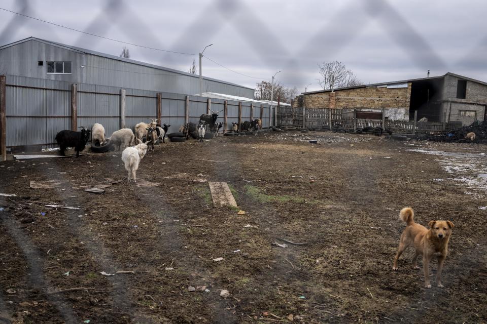 Animals roam the yard at an Odesa animal shelter. 